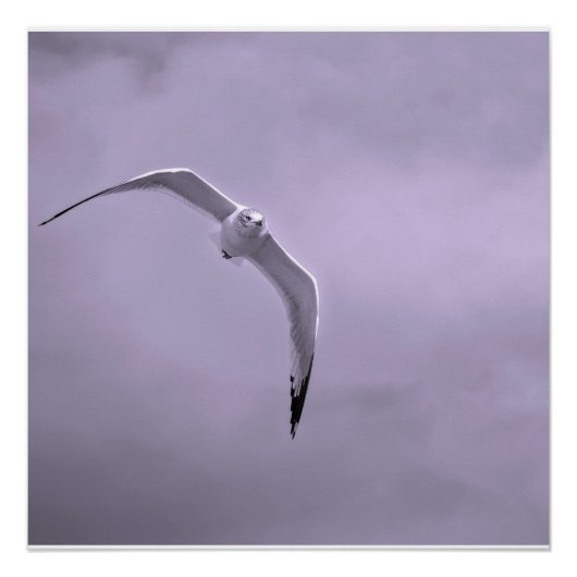 Gull in flight black and white perfect poster (Voorkant)