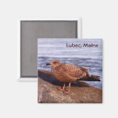 Gull in Lubec, Maine Magneet (Voorkant / Achterkant)
