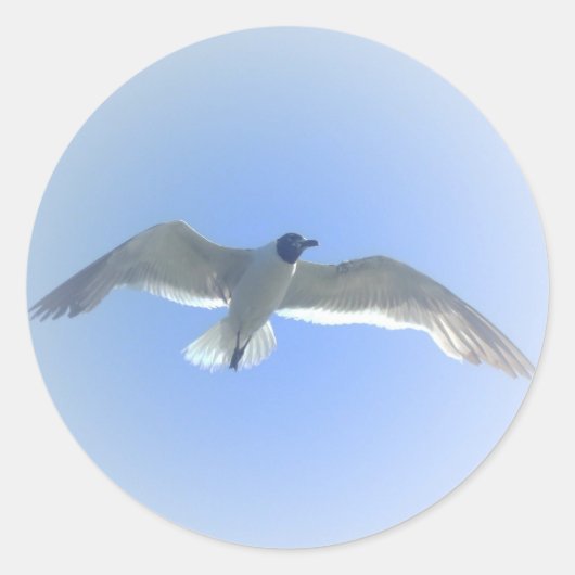 Gull in vlucht 2 Sticker (Voorkant)