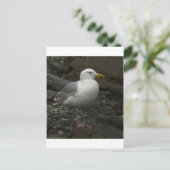 Gull on the rocks briefkaart (Staand voorkant)