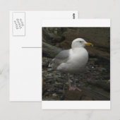 Gull on the rocks briefkaart (Voorkant / Achterkant)