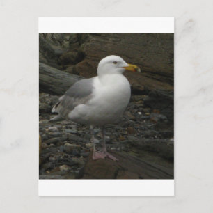 Gull on the rocks briefkaart