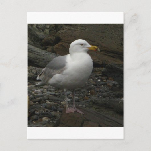 Gull on the rocks briefkaart (Voorkant)