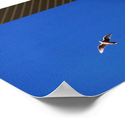Gull Poster (Hoek)