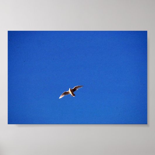 Gull Poster (Voorkant)
