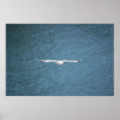 Gull Poster (Voorkant)