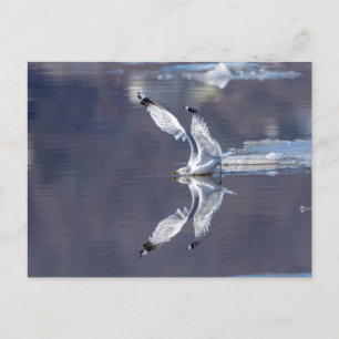 Gull Reflections Briefkaart