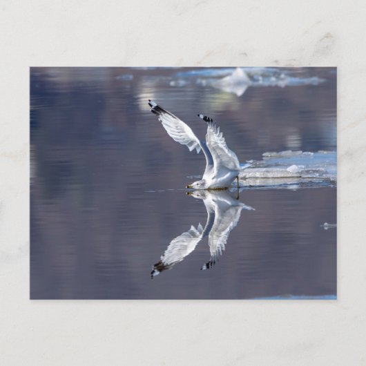 Gull Reflections Briefkaart (Voorkant)