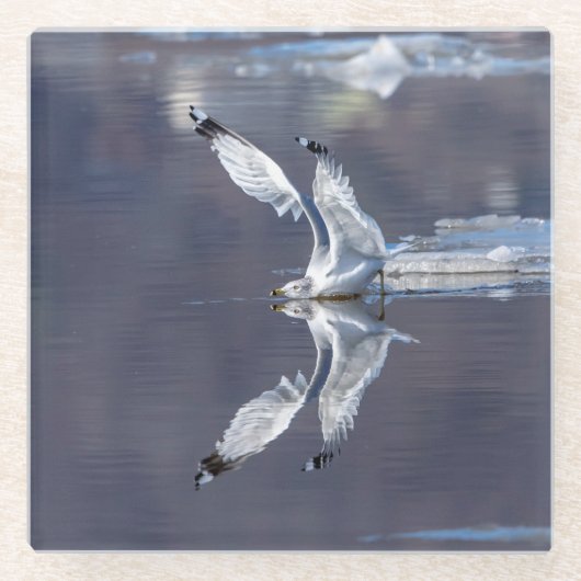 Gull Reflections Glazen Onderzetter (Voorkant)