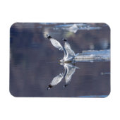 Gull Reflections Magneet (Horizontaal)