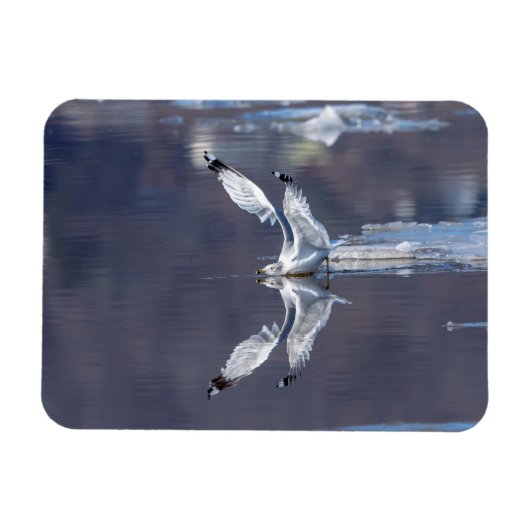 Gull Reflections Magneet (Horizontaal)