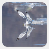 Gull Reflections Vierkante Sticker (Voorkant)