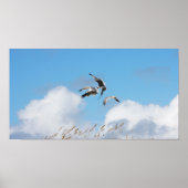 Gull Trio 4 Poster (Voorkant)