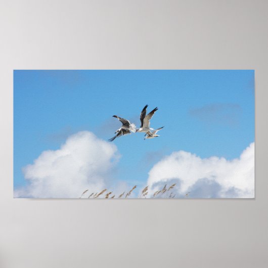 Gull Trio 5 Poster (Voorkant)