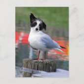 Gulldog Briefkaart (Voorkant)