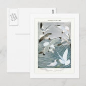 Gulls Briefkaart (Voorkant / Achterkant)