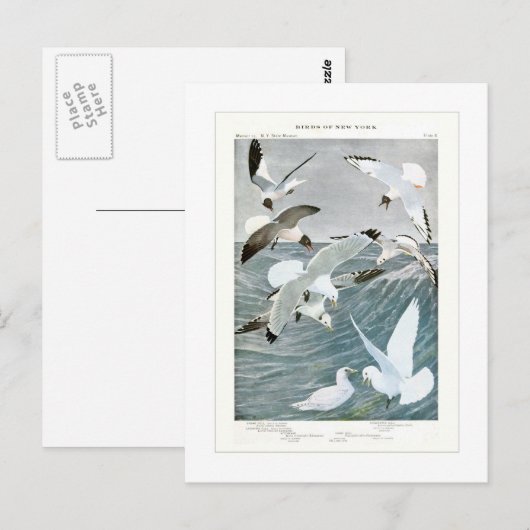 Gulls Briefkaart (Voorkant / Achterkant)