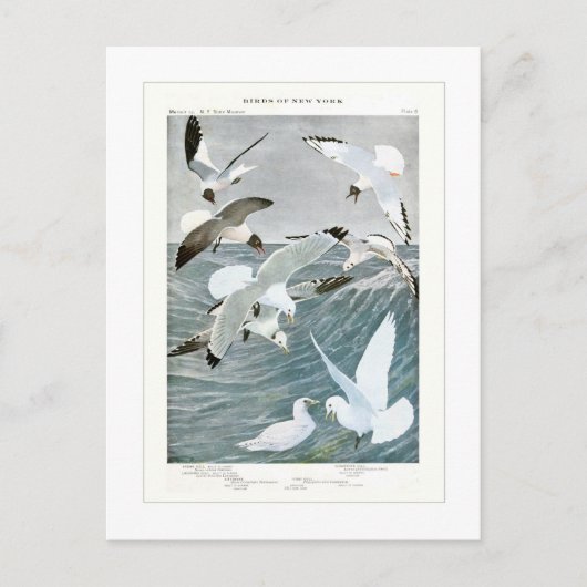 Gulls Briefkaart (Voorkant)