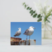 Gulls Briefkaart (Staand voorkant)
