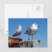 Gulls Briefkaart (Voorkant / Achterkant)