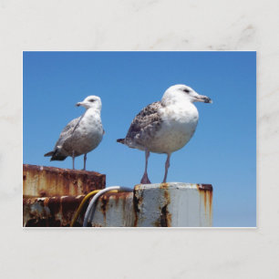 Gulls Briefkaart