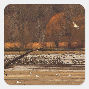Gulls en ganzen vierkante sticker