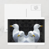 Gulls, Gulls, Gulls Briefkaart (Voorkant / Achterkant)