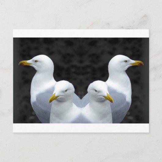 Gulls, Gulls, Gulls Briefkaart (Voorkant)
