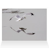 Gulls op ijs (Binnen Horizontaal (Boven))