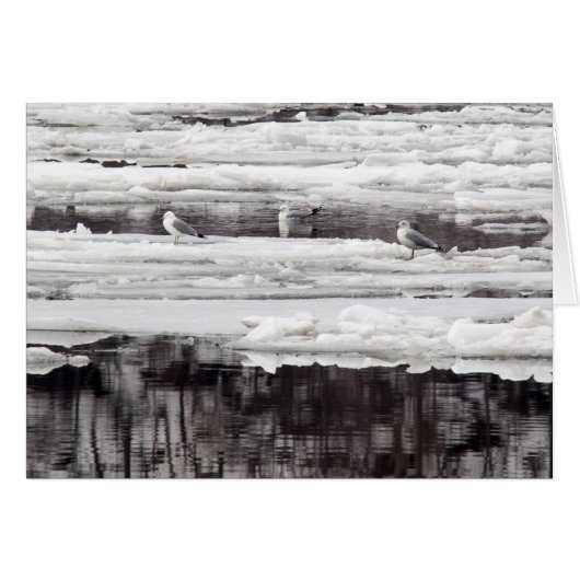 Gulls op ijs (Voorkant Horizontaal)