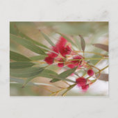 Gum Blossom Briefkaart (Voorkant)