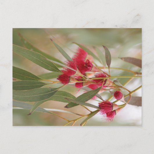 Gum Blossom Briefkaart (Voorkant)