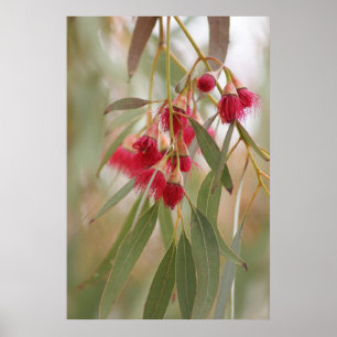 Gum Blossom Poster