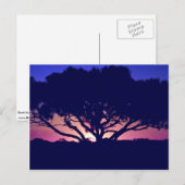 Gum tree, Outback, Australië Briefkaart (Voorkant / Achterkant)