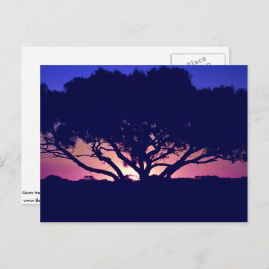 Gum tree, Outback, Australië Briefkaart (Voorkant / Achterkant)