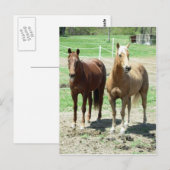 Gumpy and Limited Briefkaart (Voorkant / Achterkant)