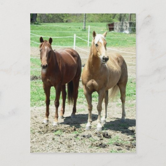 Gumpy and Limited Briefkaart (Voorkant)