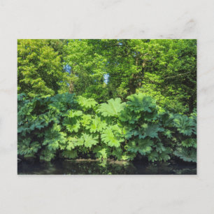 Gunnera Tinctoria. Bute Park, Cardiff, Wales. Briefkaart