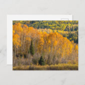 Gunnison National Forest Briefkaart (Voorkant / Achterkant)