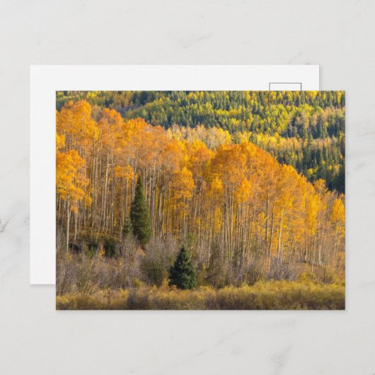 Gunnison National Forest Briefkaart (Voorkant / Achterkant)