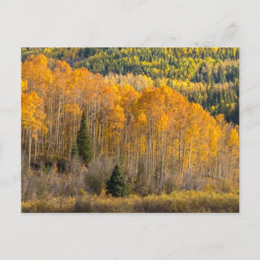 Gunnison National Forest Briefkaart (Voorkant)