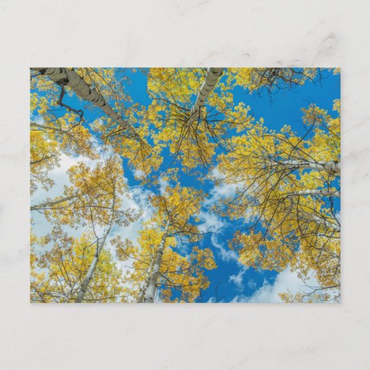 Gunnison National Forest Colorado Briefkaart (Voorkant)