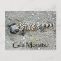"Gunny" de Gila Monster in het Congres, Arizona 6/