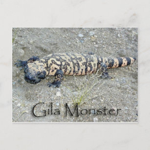 "Gunny" de Gila Monster in het Congres, Arizona 6/ Briefkaart