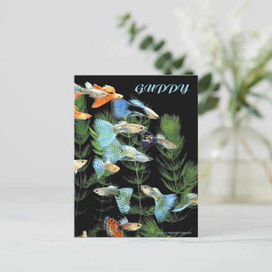 Guppies Briefkaart (Staand voorkant)