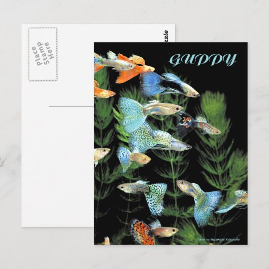 Guppies Briefkaart (Voorkant / Achterkant)