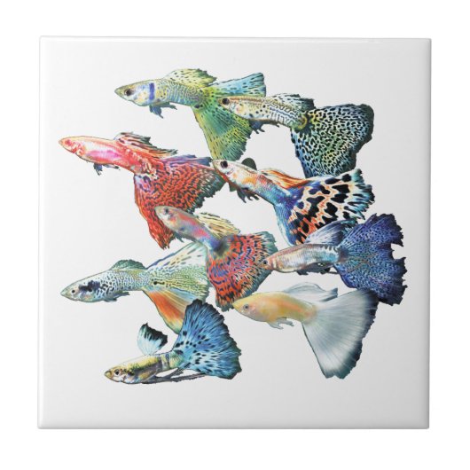 Guppies Tegeltje (Voorkant)