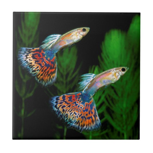 Guppies Tegeltje (Voorkant)