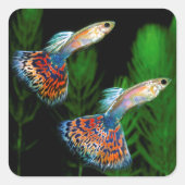 Guppies Vierkante Sticker (Voorkant)