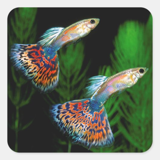 Guppies Vierkante Sticker (Voorkant)